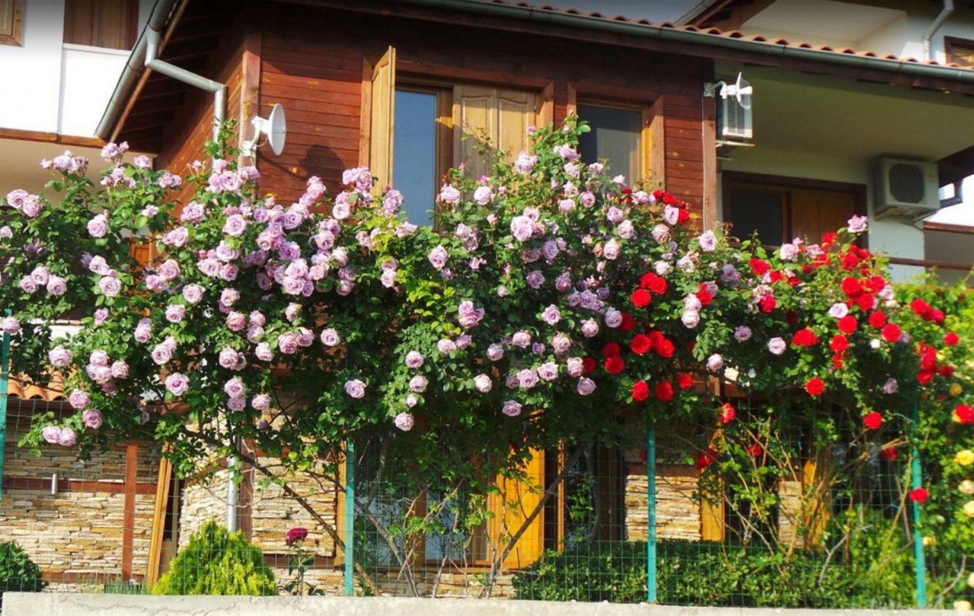 Kosharitsa thumbnail 8